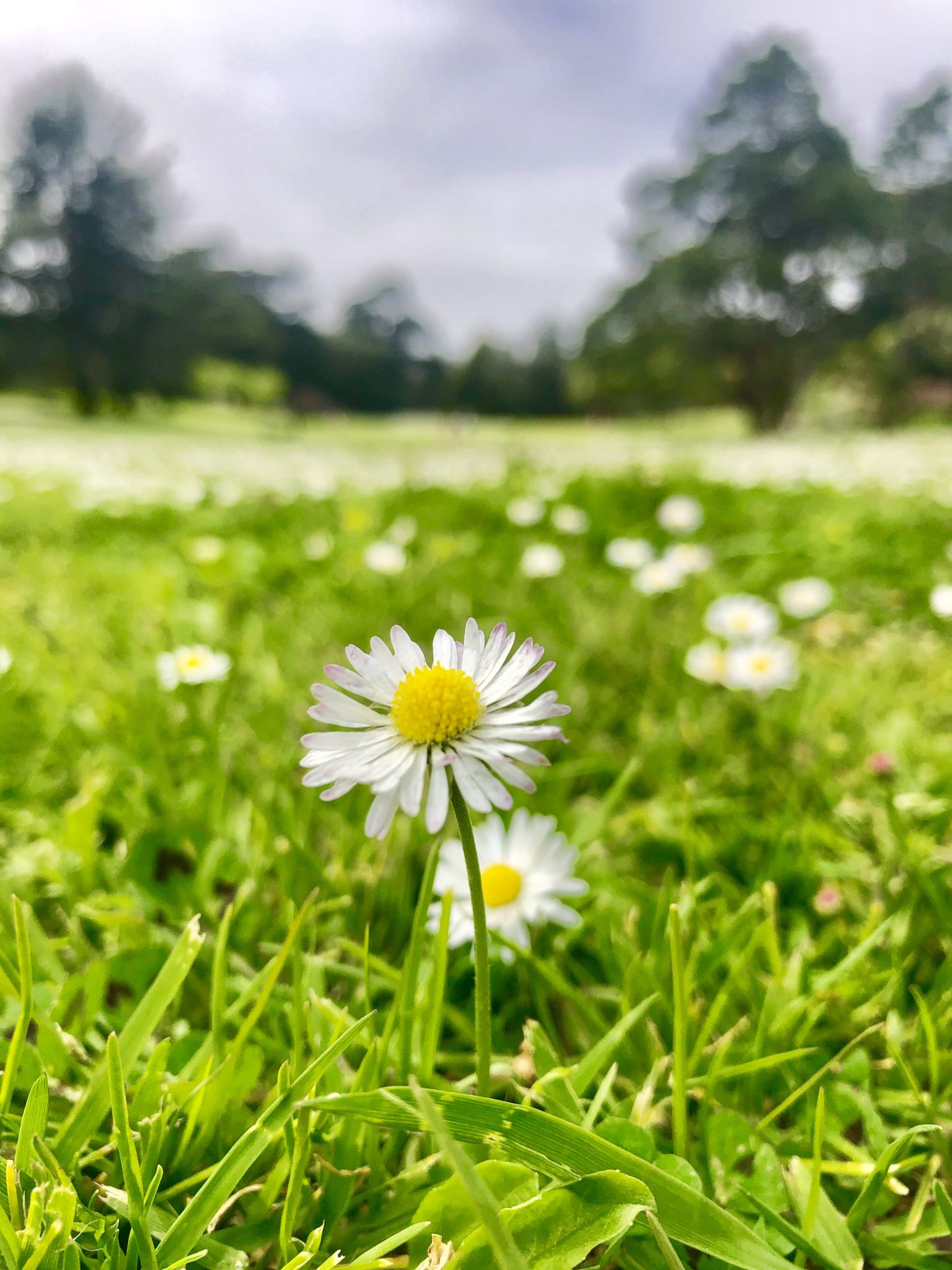 Best Picnic Spots in San Francisco