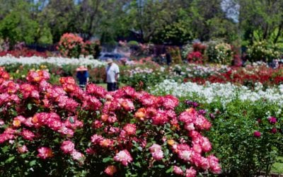 Picnic Spots in the Bay Area