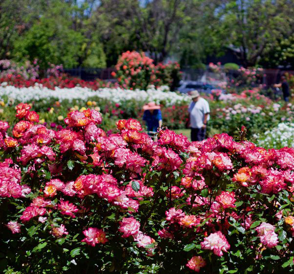 Best Picnic Spots in San Francisco